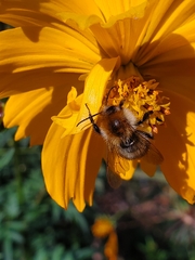 Bombus