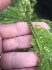 Scoliopteryx libatrix