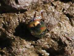 Sphaeridium scarabaeoides