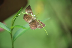 Pseudocoladenia dan