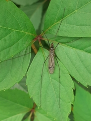 Nephrotoma