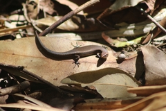 Lampropholis delicata