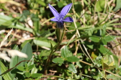 Gentianopsis ciliata