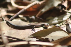 Lampropholis delicata