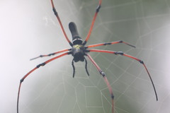 Nephila kuhli