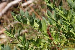 Polygonatum odoratum