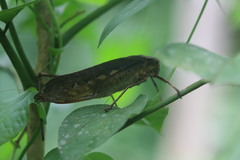 Orthoptera