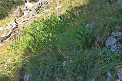 Polygonatum odoratum