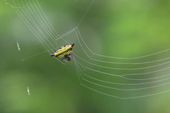 Gasteracantha diadesmia