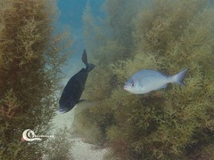 Spondyliosoma cantharus