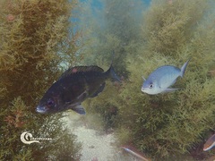 Spondyliosoma cantharus