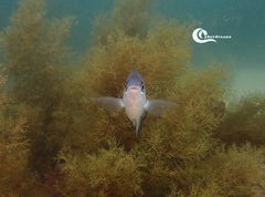 Spondyliosoma cantharus