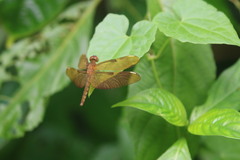 Neurothemis fulvia