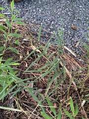 Muhlenbergia schreberi