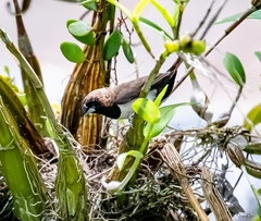 Lonchura leucogastroides