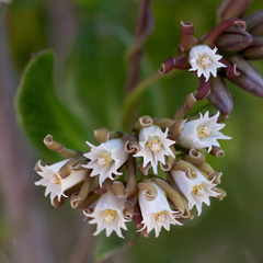 Cynanchum africanum