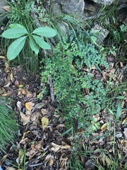 Adiantum atroviride