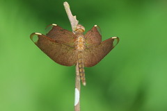 Neurothemis fulvia