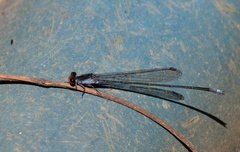 Pseudagrion pruinosum