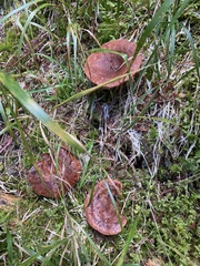 Lactarius rufus