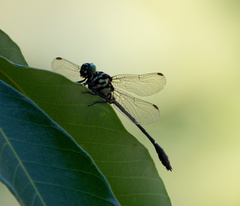 Burmagomphus vermicularis