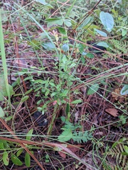 Vaccinium myrsinites