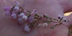 Erica tomentosa