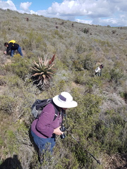 Aloe ferox