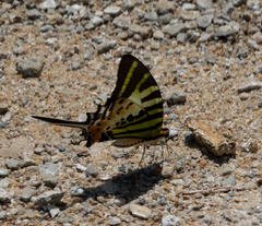 Graphium antiphates
