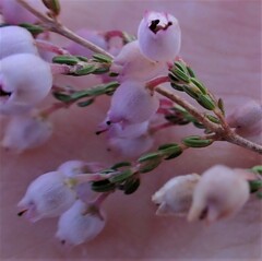 Erica tomentosa