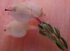 Erica tomentosa