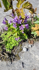 Gentianella auriculata