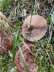 Lactarius rufus