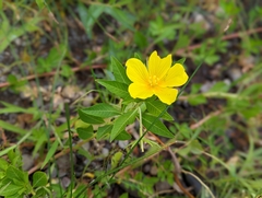Ludwigia hexapetala
