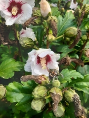 Bombus hypnorum