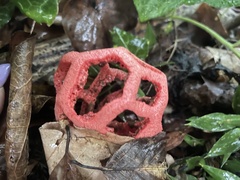 Clathrus ruber