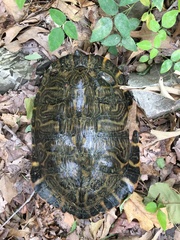 Pseudemys concinna concinna