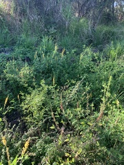 Crotalaria pallida