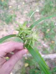 Carex grayi