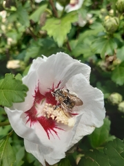 Bombus hypnorum