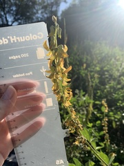 Crotalaria pallida