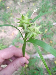 Carex grayi