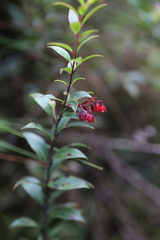 Vaccinium stanleyi