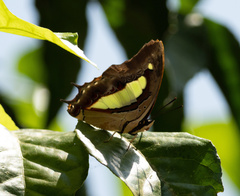 Polyura athamas