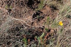 Ursinia paleacea
