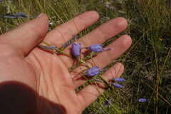 Adenophora stenanthina