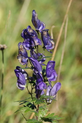 Aconitum variegatum