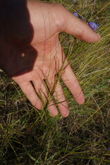 Adenophora stenanthina