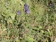 Aconitum variegatum