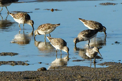 Calidris tenuirostris